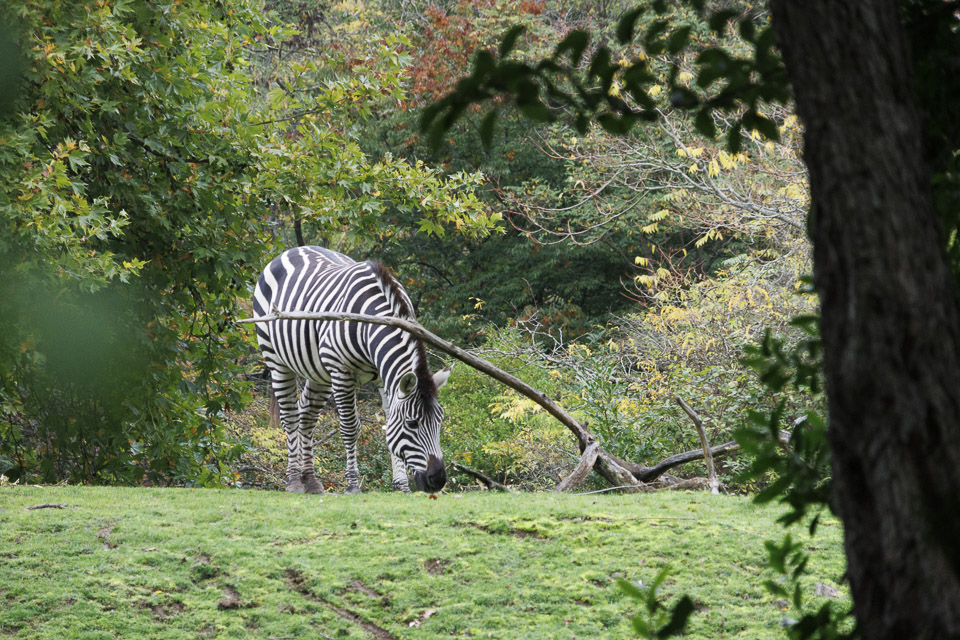 Woodland Park Zoo — photo 47